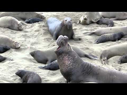 Elephant Seals Breeding Season