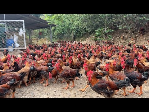 The process of raising native chickens from young to adulthood - chicken farm.