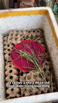 Raising crickets in winter #birdwatching #chaomao