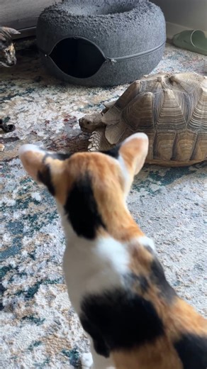 Tortie in the house! Briga & ZsaZsa Go Full CSI!  The cats inspect the “walking salad bowl” like it’s an alien invasion!  #TortieTakeover #CatDetectives #InterspeciesDrama | CatCrazy | Facebook