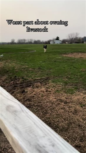 The Heartfelt Connection to Mr. Tank and Livestock Ownership