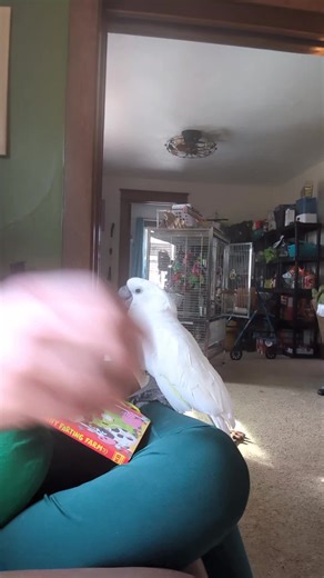 Furby and the Funny Farting Farm