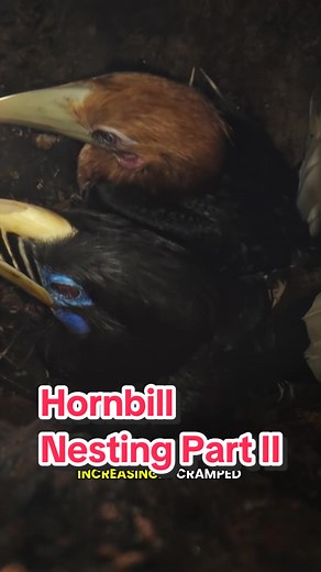 Hornbill Female Emerges After 3 Months Sealed In Nest
