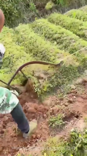 Motorcycle-Powered Plowing: How Rural Innovation Revs Up Farming