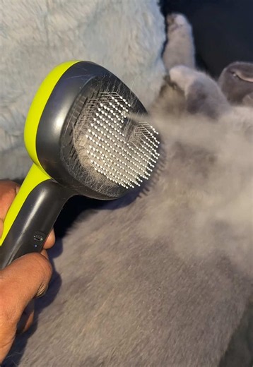 Steam Brush for Cats: Why My Cat Loves It (Quick Review)