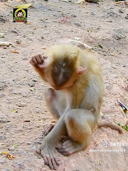 Million pity small monkey nearly broken hand by nasty monkey #prankmonkey #rescuemonkey #monkeymovie #monkey #