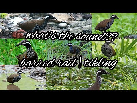 barred rail/tikling | definition and sound