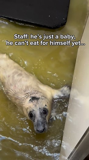 17K views · 418 reactions | Lemmy, the rock n roll baby, eats! 落 Arriving with us at only a week old and self feeding from the get go. This is unusual behaviour for a white coat seal, with these younger pups typically taking much longer to self feed than a post moult pup. #sillysealsunday #lemmy #lemmykilminster #motorhead #greyseal #greysealpup #babyseal #wildliferehab #rspca #wildlife #wildliferescue | RSPCA West Hatch Wildlife | Facebook