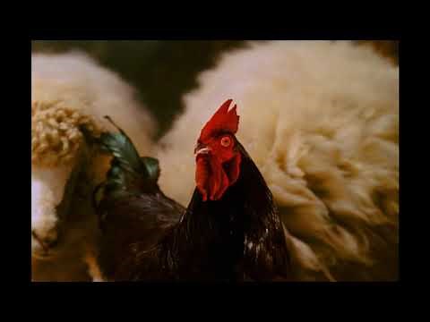 Racing Stripes - meeting the barn animals