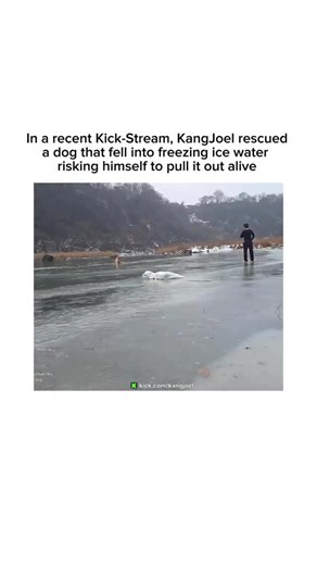 Daily Cookings on Instagram: "This clip documents a real-life rescue that took place during a live Kick stream, where streamer KangJoel intervened after a dog fell through a frozen body of water and became trapped in near-freezing conditions. Ice water poses an immediate and severe threat to both animals and humans due to the rapid onset of cold shock and hypothermia, which can cause loss of muscle control within minutes. Instead of waiting for emergency services, KangJoel entered the frozen wat