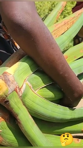 "Powerful Tribal Women 🌿 Collecting Jungle Plants to Build Huts | African Village Life #Shorts"