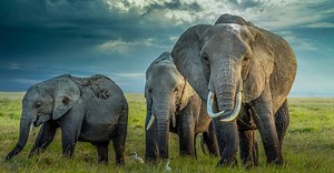 12 of the Oldest Elephants Ever Recorded