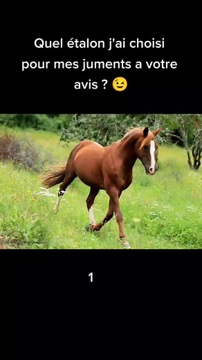 Élevage de chevaux de race pure pour passionnés - Insemination et saillie