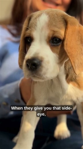 Why Do Beagle Puppies Get the "Side Eye"?