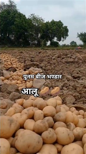 आलू 🥔 की खेती|potato farming #agriculture #khadbeejbhandar