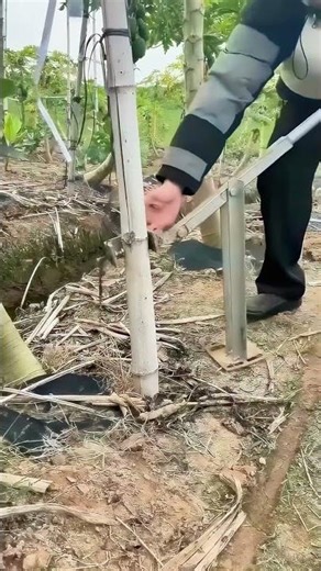 Tomato Stakes Removal Hacks: Quick & Easy!