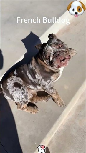 Scare the dog #funny #usa #dogs