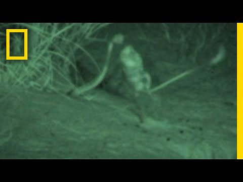Watch a Kangaroo Rat Jump-Kick a Snake to Escape | National Geographic