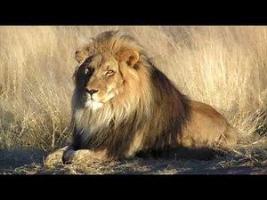 BABY EINSTEIN SOUND LION