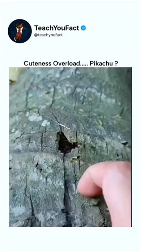 teachyoufact on Instagram: "The video depicts a real baby chipmunk emerging from a tree hollow and eagerly accepting a nut from human hand, its wide eyes and ear tufts sparking widespread "Pikachu" comparisons in replies. Posted on New Year's Eve by @RickyDoggin , a meme-focused account critiquing liberal views, it amassed 11k+ likes and 288k views rapidly, showing cute wildlife clips transcend political niches for viral traction. Though some commenters flag it as Al-generated, matching authenti