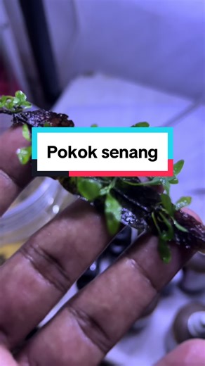 Pokok Java Fern: Cara Mudah Memelihara dan Menanam di Akuarium