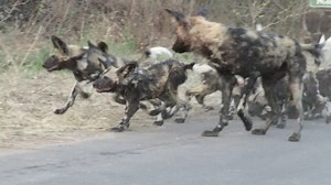 Feeding Frenzy! Wild dog adults arrive back after a successful kill to feed the pups #wilddog #african #southafrica #krugernationalpark | Graeme Mitchley - Wildlife Photographer