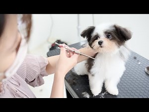 【Cutest first grooming】What do you think will happen to her at the end??