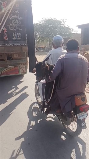 🤣 "Goat on a Bike – A New Desi Style Scene!"