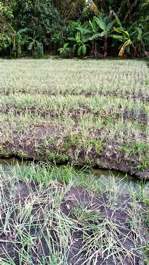 TikTok · Biofirsonic