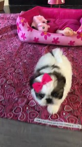 Red and white Shih Tzu puppy alert! Our Red and white Shih Tzu beauty “Camille” can still be discussed! Huge eyes, tiny nose and a baby doll face makes this little girl a true doll baby! She already has a silky soft coat and is short and stocky! She is just waiting for you! #shihtzulovers #puppymatch #beautysshihtzu #puppylove #shihtzuloves #shihtzus #lovewhatyoudo #shihtzupuppy #shih #shihtzuloversofinstagram #shihtzusgram #shihtzulovers_feature #shihtzumania #shihtzulove #shihtzusgram #shihtzu