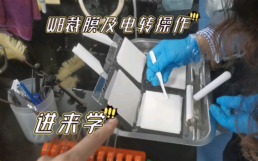（WB实验）WB裁膜及电转操作