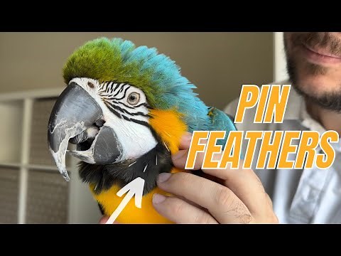 Helping Parrot With Pin Feathers