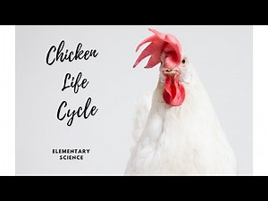 From Hatchlings to Roosters: The Incredible Chicken Life Cycle