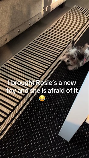 Rosie does not like her new toy 😂#sassyrosie #yorkielifestyle😎🥰😍 #yorkie