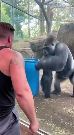 Bodybuilder challenges a Gorilla... INSTANT REGRET 💀