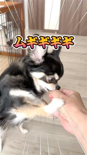 犬、根性のおやつタイム。 #犬との暮らし #chihuahua #dog #チワワ #可愛い