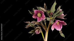 4K. Violet hellebore bloom buds ALPHA matte, Ultra HD (Helleborus Queen of the Night) (Time Lapse), 4096x2304.