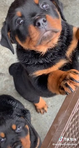 Beautiful German Rottweiler Puppy from Germany