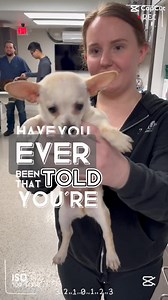 🐾❤️ Meet Lucky, the cutest pup who just came into the clinic! 🐶✨ Lucky has already stolen our hearts with those adorable eyes and playful spirit. We can’t wait to give him all the love and care he deserves. #MeetLucky #CutestPup #BeyondPetsAnimalHospital #VetMed #HealthyPets 🐾🐶💕 | Beyond Pets Animal Hospital