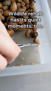 21K views · 173 reactions | Who doesn't enjoy a nice weevil-y batch...