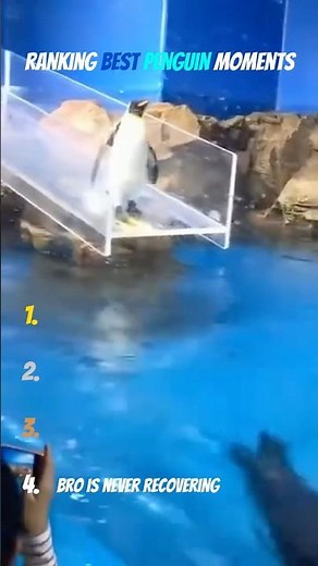 Funniest Penguin Moments Ever 🐧😂 | Try Not To Laugh Compilation