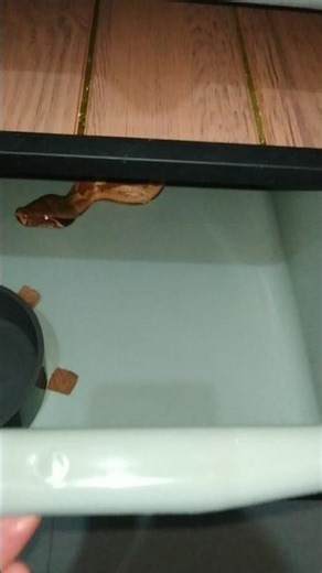 Blood Python Bangka Island / Dipong Brongersmai