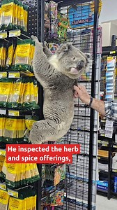 42K views · 449 reactions | விக்டோரியாவிலுள்ள IGAக்குள் நுழைந்த koala ஒன்று அங்கிருந்து 'வெளியேற மறுத்த' தருணத்தைப் பாருங்கள். | SBS Tamil | Facebook