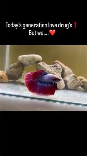 Today’s generation where they love drug’s but weee love this only ❤️❤️🍁#fish #freshwaterfish #guppys
