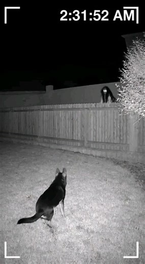 Ibrahim Aljariri on Instagram‎: "شبيطة.. جنية من جن الشنار، وهم من أجمل الجن وجوهاً، وأعذبهم منطقاً، يقال أن شبيطة رفضت الزواج من شباب الجن، وتعهدت على نفسها ألا تسلم قلبها إلا لشاب من الإنس، فتتزوجه وتعيش معه بقية عمرها، ومنذ ذلك الحين وشبيطة تلاحق البشر، فعندما تقع عيناها على شخص تظل تتبعه، فإذا دخل بيته، قفزت من فوق أسوار البيت ودخلت معه إلى الداخل، فتحاول إقناعه بكل الطرق حتى يتزوجها، وقد ذكر بعض العارفين أن شبيطة تملك كنزاً مخبأ تحت أعماق البحر، قد أنذرت أن تعطيه للشخص الذي يقبل الزواج منها