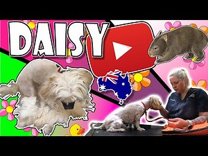 Is Daisy our Worst Matted Dog Yet? Time for a groom