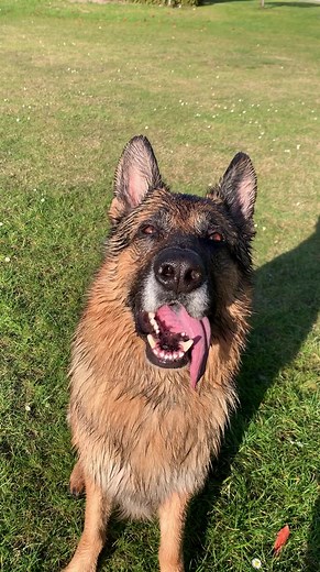 My German Shepherd then VS now | Strider The German Shepherd