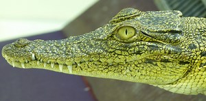Crocodile eyes more sophisticated than previously thought - Australian Geographic