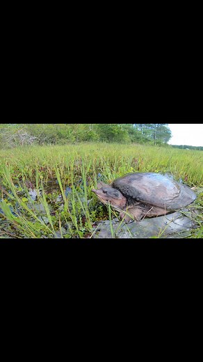 3.1K views · 97 reactions | This large softshell turtle in Florida was heading to or from laying her eggs. I helped her across the road to successfully complete her quest.  | Justin Doll | Facebook