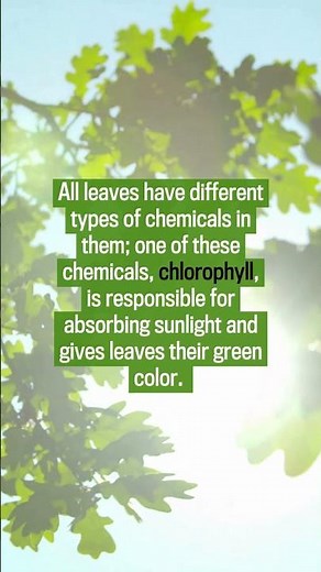 Why Do Leaves Change Color?
